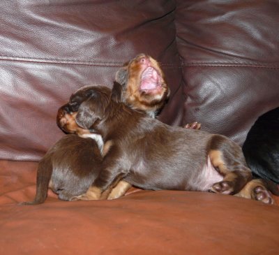 Pups 037.JPG
