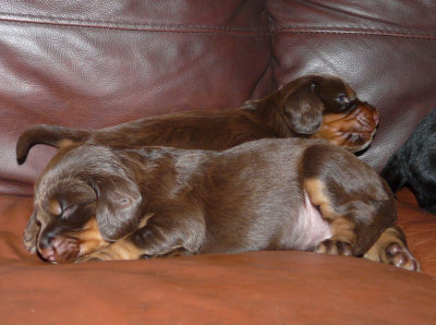 Pups 038.JPG