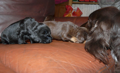 Pups 039.JPG