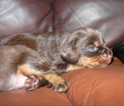 Pups 040.JPG