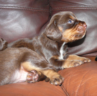 Pups 041.JPG