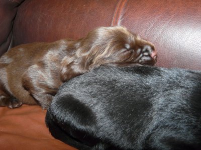 Pups 042.JPG