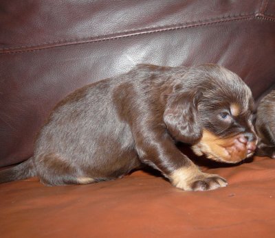 Pups 043.JPG