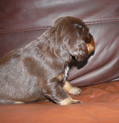 Pups 044.JPG