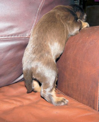 Pups 046.JPG