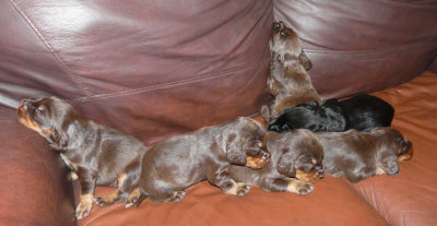 Pups 048.JPG