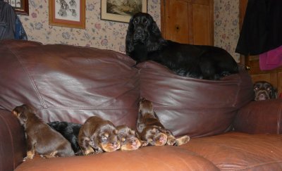 Pups 050.JPG