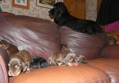 Pups 051.JPG