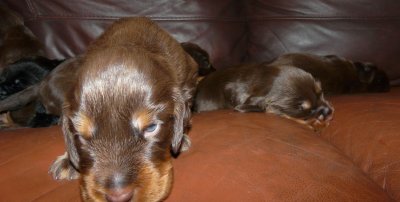 Pups 052.JPG