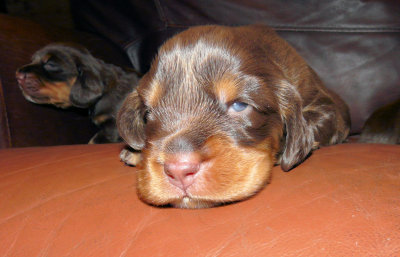 Pups 053.JPG