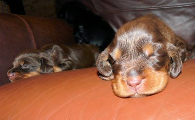 Pups 054.JPG