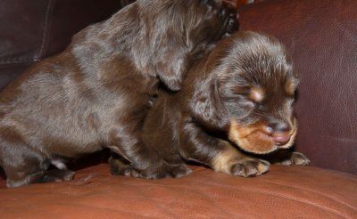 Pups 055.JPG
