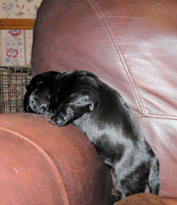 Pups 056.JPG