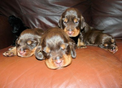 Pups 057.JPG