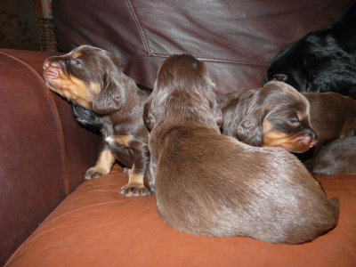 Pups 058.JPG