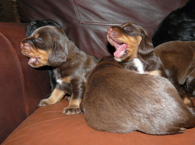 Pups 059.JPG