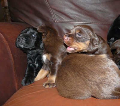 Pups 060.JPG