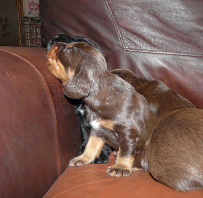Pups 061.JPG
