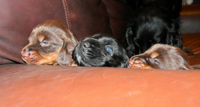 Pups 062.JPG