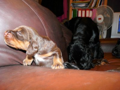 Pups 063.JPG