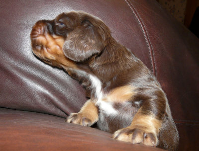 Pups 065.JPG