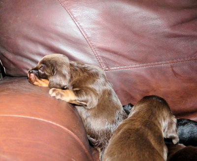 Pups 066.JPG