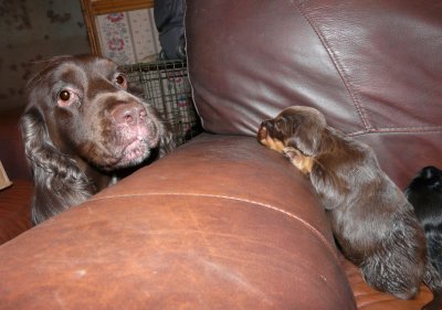 Pups 067.JPG