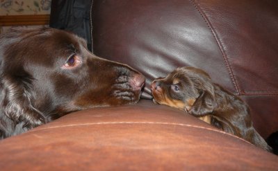 Pups 068.JPG