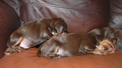 Pups 072.JPG