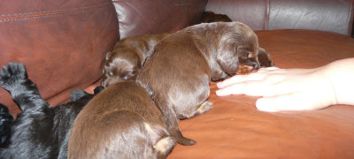 Pups 073.JPG