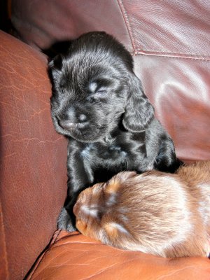 Pups 074.JPG