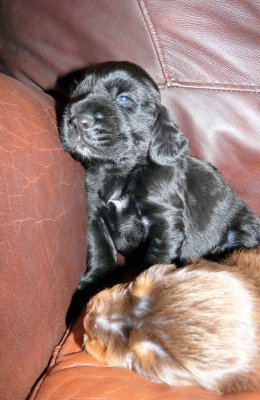 Pups 075.JPG