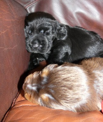 Pups 076.JPG