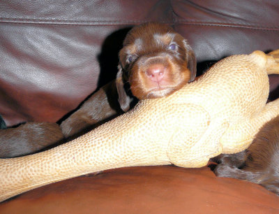 Pups 077.JPG