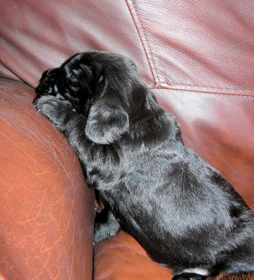 Pups 078.JPG