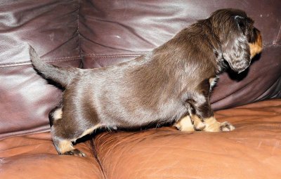 Pups 3.5 weeks 065.jpg