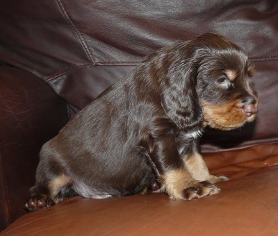 Pups 3.5 weeks 066b.jpg
