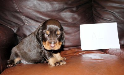 Pups 3.5 weeks 067.jpg