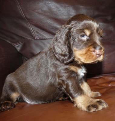 Pups 3.5 weeks 068.jpg