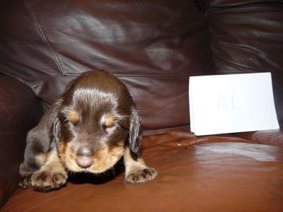 Pups 3.5 weeks 069.jpg