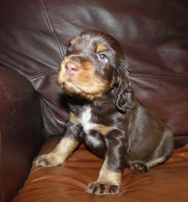 Pups 3.5 weeks 071.jpg