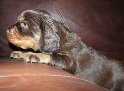 Pups 3.5 weeks 072.jpg