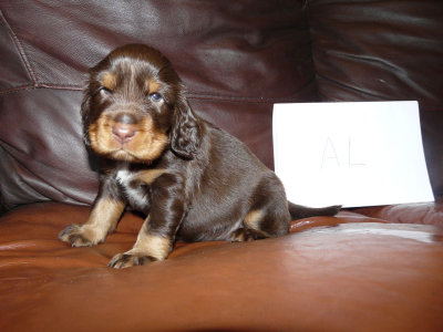 Pups 3.5 weeks 074.jpg