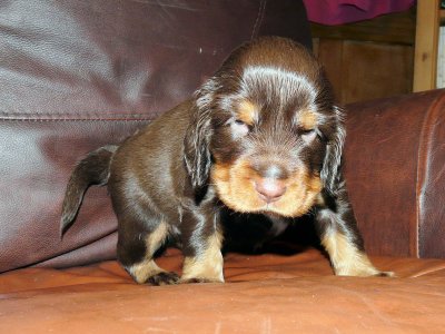 Pups 3.5 weeks 075.jpg