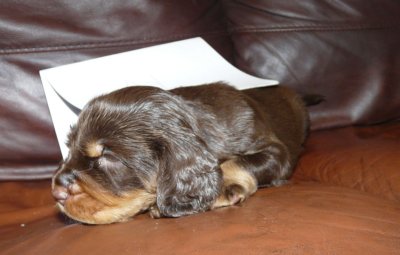 Pups 3.5 weeks 077.jpg