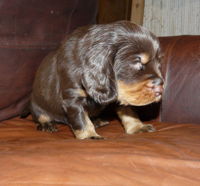 Pups 3.5 weeks 083.jpg