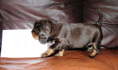 Pups 3.5 weeks 084.jpg