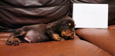 Pups 3.5 weeks 007.jpg
