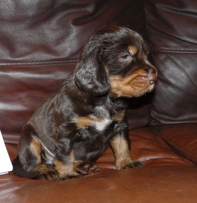 Pups 3.5 weeks 009.jpg
