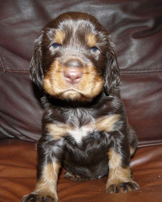 Pups 3.5 weeks 013.jpg